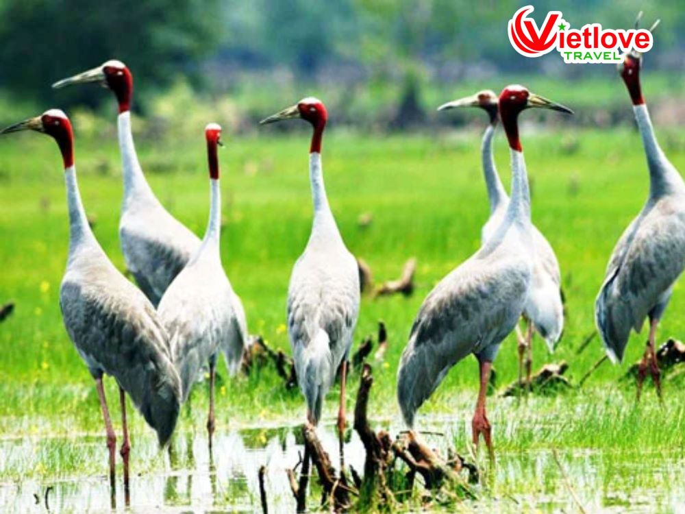 vietlovetour.com
